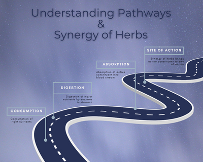 The Importance of Herbal Synergies and Pathways