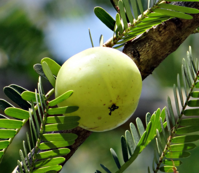 Amla