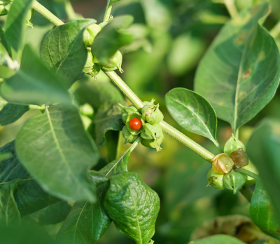 Ashwagandha