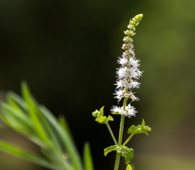 Black Cohosh