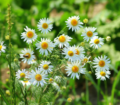 Chamomile
