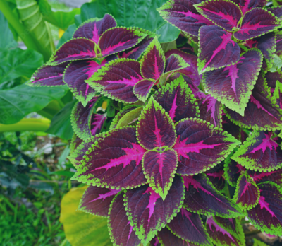 Coleus