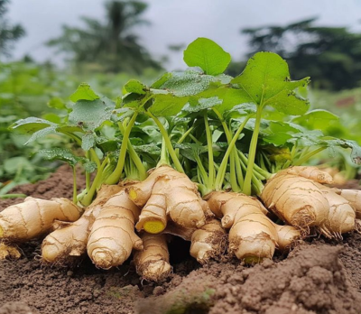Ginger