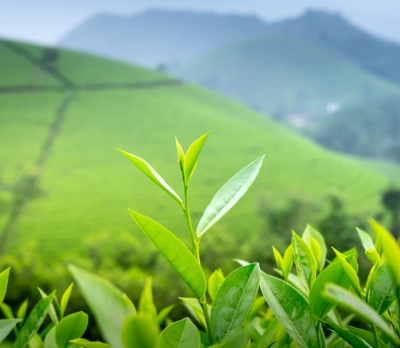 Green Tea