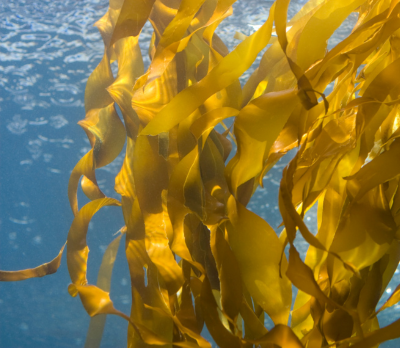 Kelp