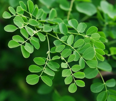 Moringa