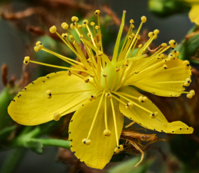 St. John’s Wort I Hypericum