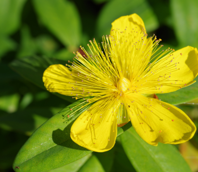 St.John’s Wort I Hypericum