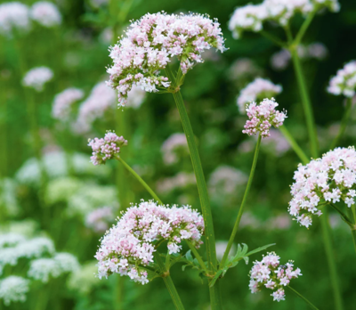 Valerian