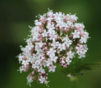 Valerian