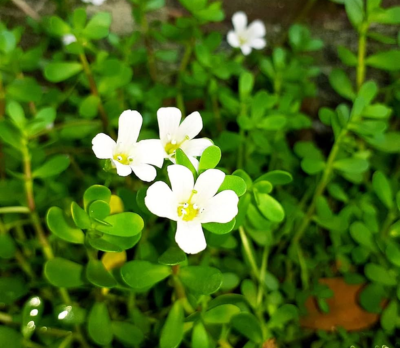 Brahmi