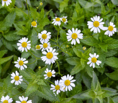 Chamomile