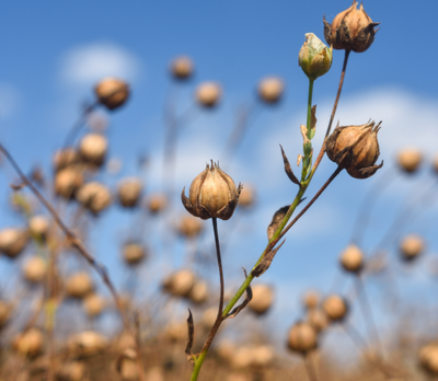 Flaxseeds