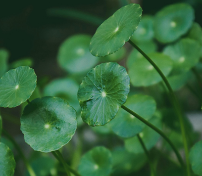 Gotu Kola