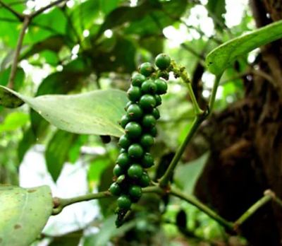 Black Pepper | Piperine