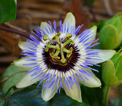Passionflower