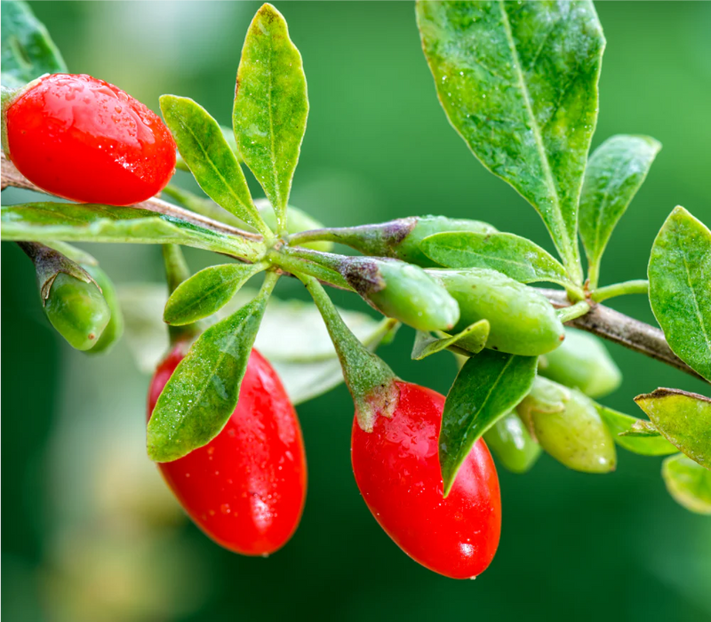 Goji Berry