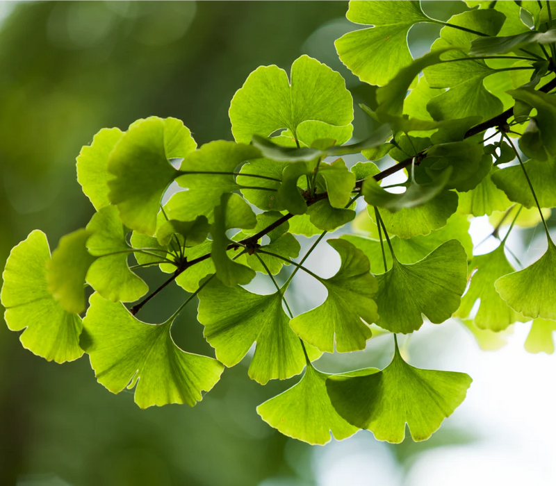Ginkgo Biloba